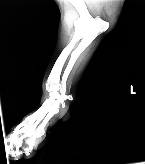 NIKO骨頭 X光片 (3).jpg