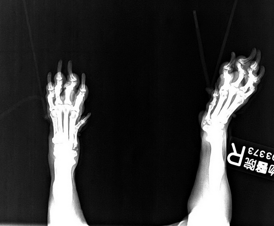 NIKO骨頭 X光片 (1).jpg