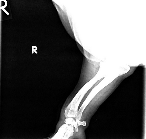 NIKO骨頭 X光片.jpg