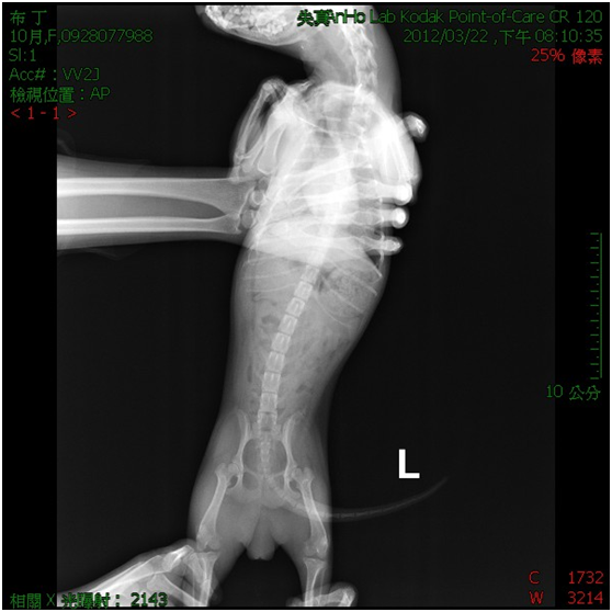 X ray.png